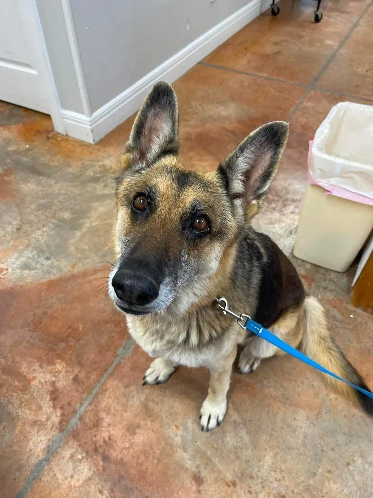 An adult large-sized female German Shepherd Dog dog named Doreen for adoption in Bolivar, MO