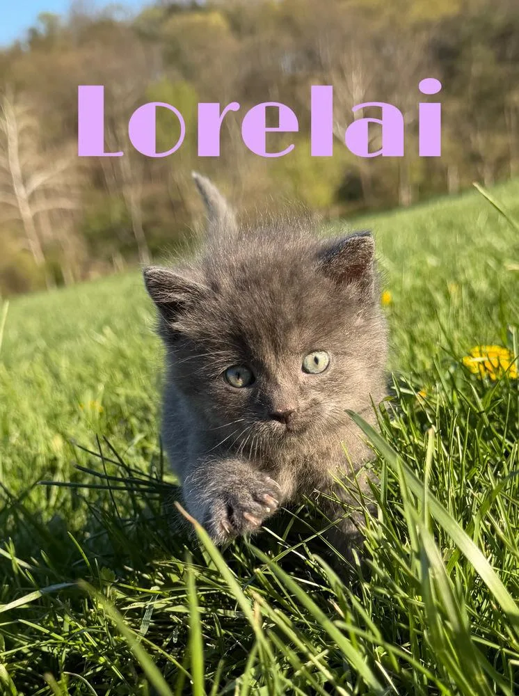 A baby small-sized female Gray / Blue / Silver American Shorthair cat named Lorelei for adoption in Martinsburg, WV