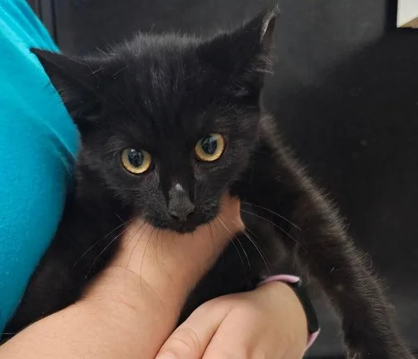 A young small-sized female Domestic Short Hair cat named Skittles for adoption in Salisbury, MD