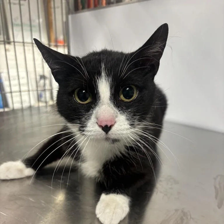 A young medium-sized female Black Domestic Short Hair cat named Casita for adoption in New York, NY