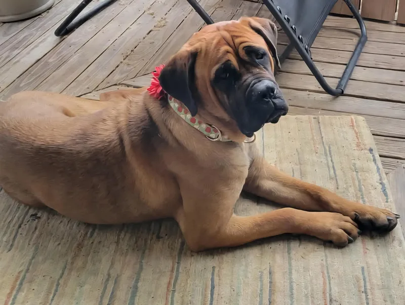 An adult extra large-sized female Apricot / Beige Bullmastiff dog named Blossom  Pa for adoption in Templeton, MA