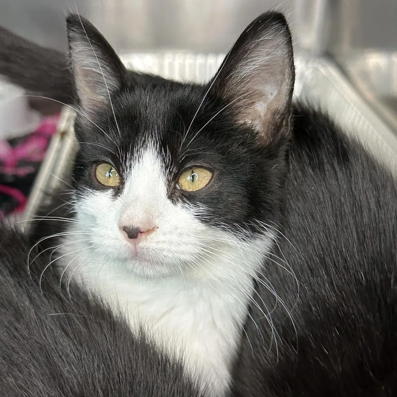 A baby small-sized female White Domestic Short Hair cat named Sonya for adoption in Matteson, IL