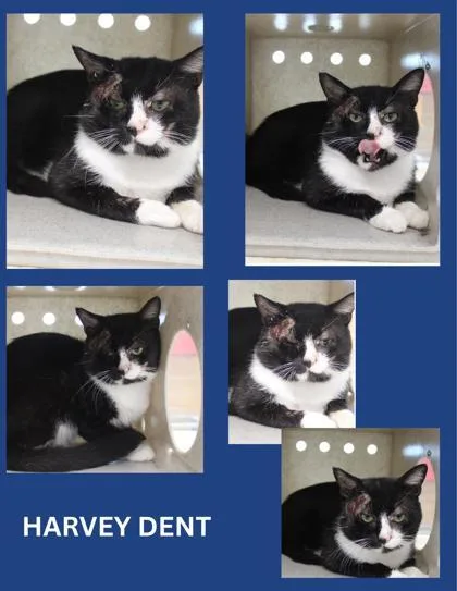 Harvey Dent thumbnail 2