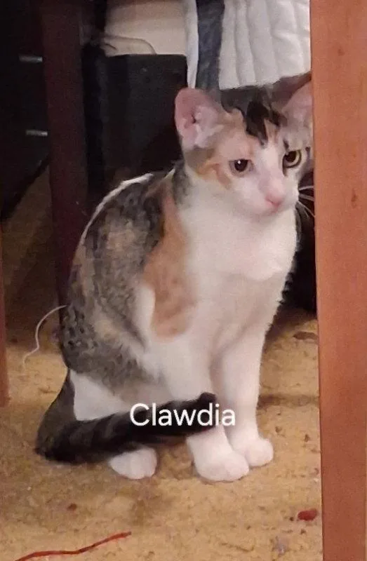 Clawdia