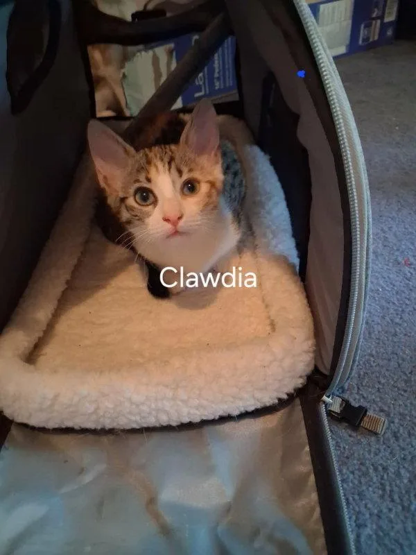 Clawdia thumbnail 2