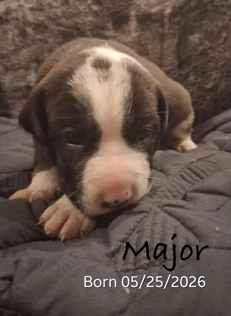 Major