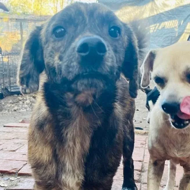 An adult small-sized male Brindle Corgi dog named Gerard PC for adoption in Goliad, TX