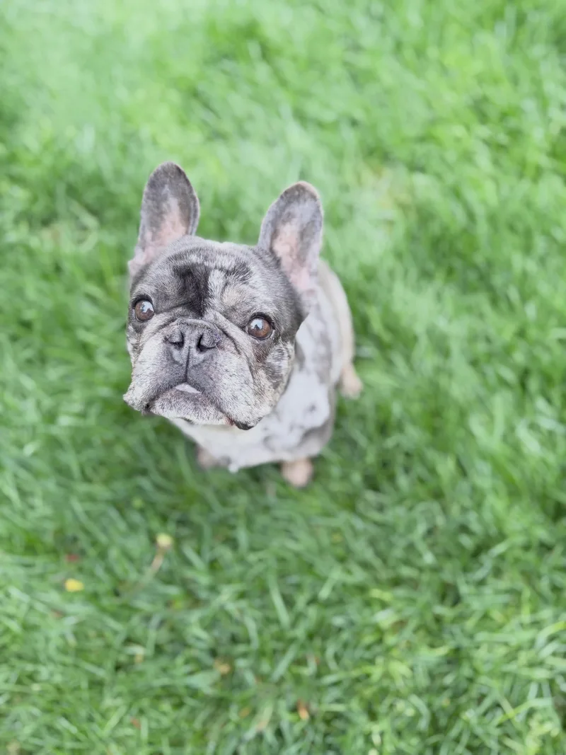 An adult small-sized male Gray / Blue / Silver French Bulldog dog named Earl for adoption in Medford, NJ
