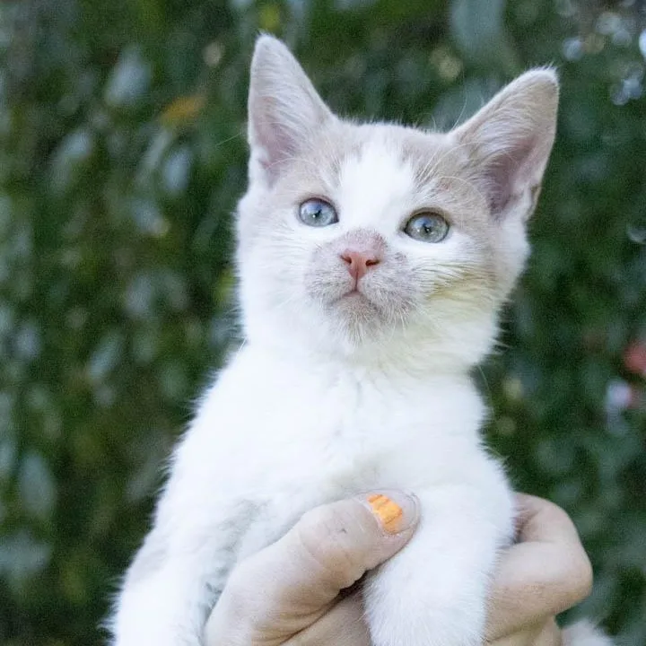 A baby medium-sized male Domestic Short Hair cat named Switch for adoption in Haddon Heights, NJ