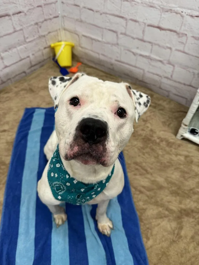 An adult large-sized male Mixed Breed dog named Cowboy Hat for adoption in Detroit, MI