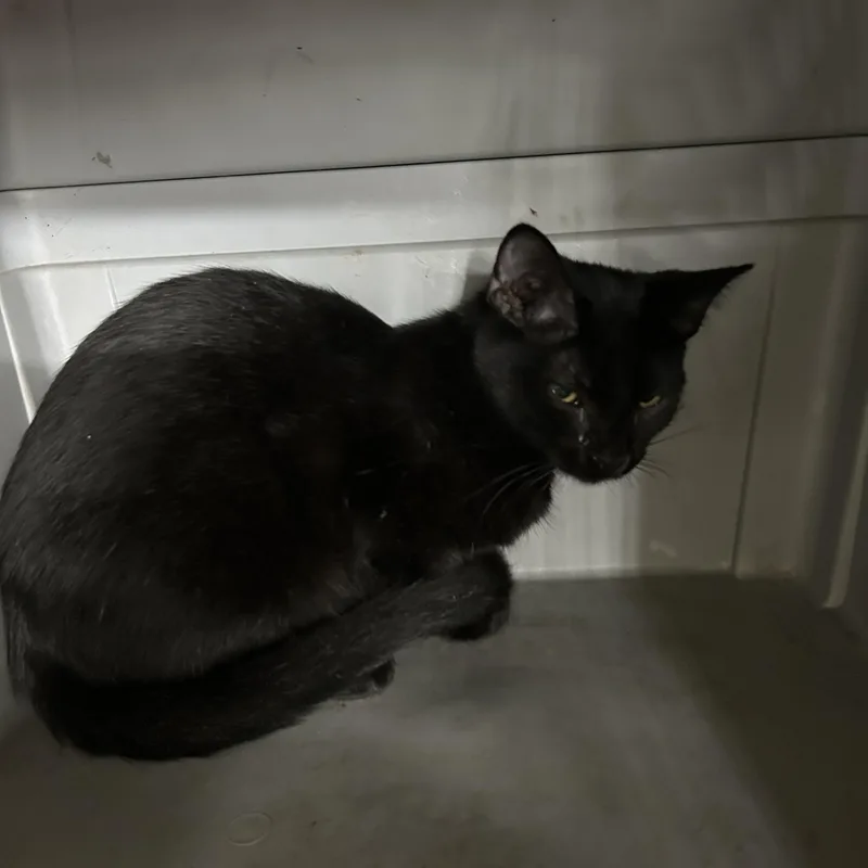 Stephine thumbnail 2