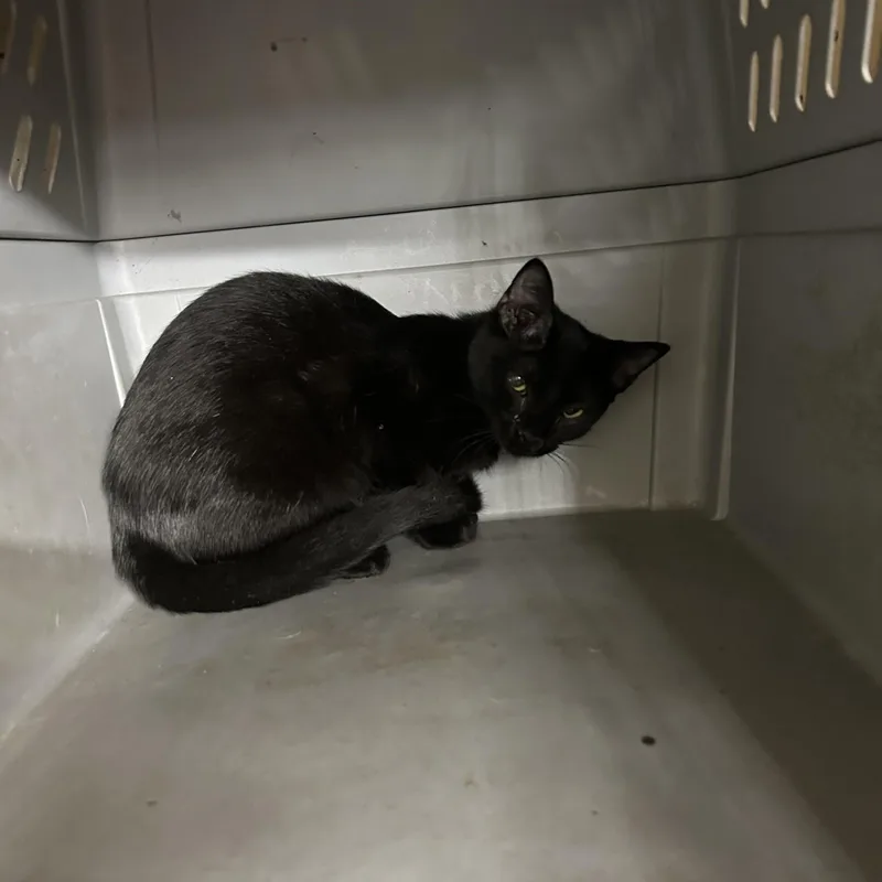 Stephine thumbnail 3