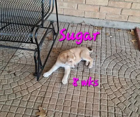 Sugar