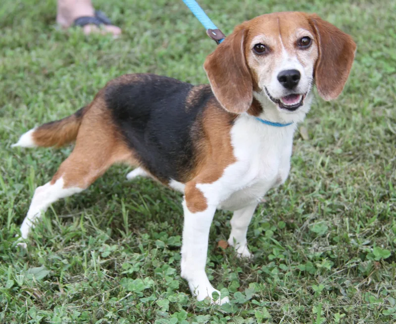 Smarties thumbnail 6