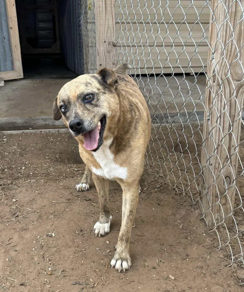 An adult medium-sized female Tricolor (Brown, Black, & White) Catahoula Leopard Dog dog named Stella for adoption in Sullivan City, TX