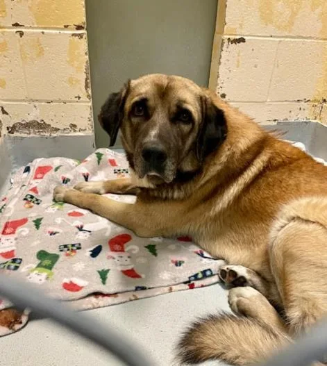 An adult large-sized male Belgian Shepherd / Malinois dog named Palmer for adoption in Tulsa, OK