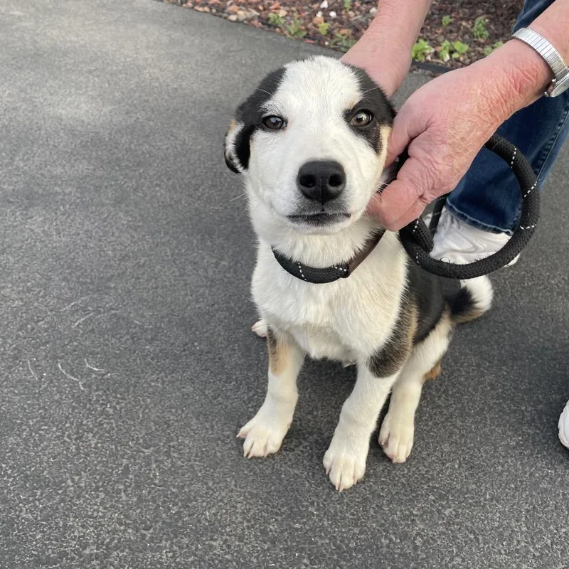A young medium-sized male White / Cream Mixed Breed dog named Whataburger for adoption in Tacoma, WA