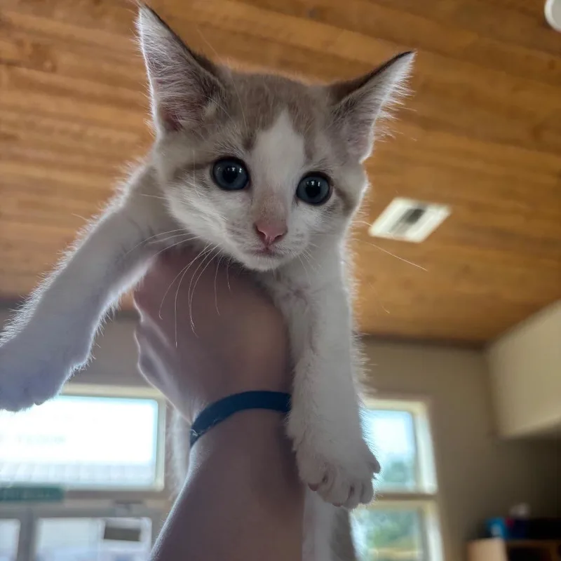A baby small-sized female White Domestic Short Hair cat named Mercedes for adoption in Fredericksburg, TX