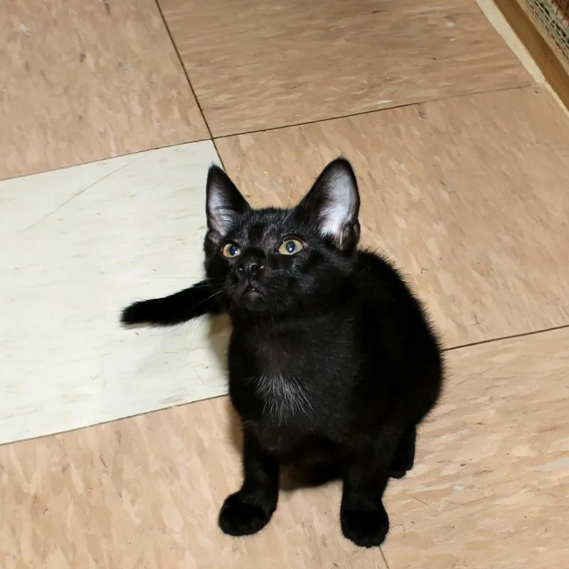 A baby medium-sized male Black Domestic Short Hair cat named Amiri for adoption in Shippenville, PA