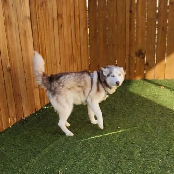 Diamond Jum thumbnail 2