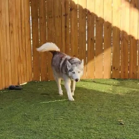 Diamond Jum thumbnail 3