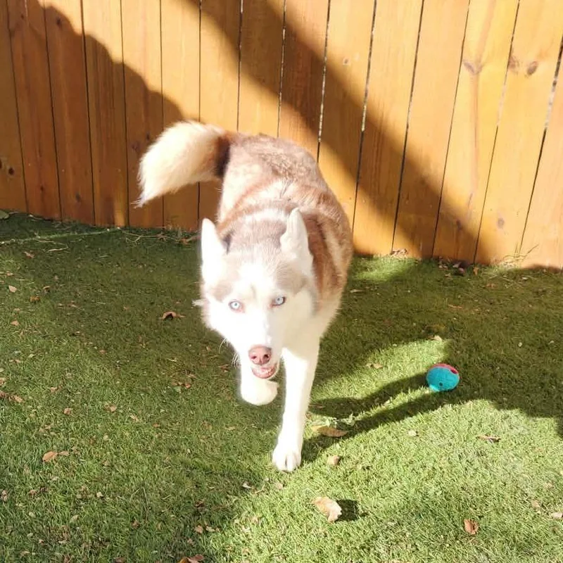 Diamond Jum thumbnail 4