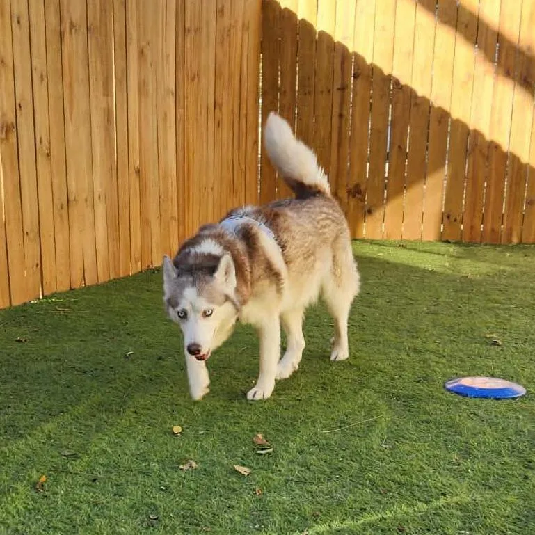 Diamond Jum thumbnail 5