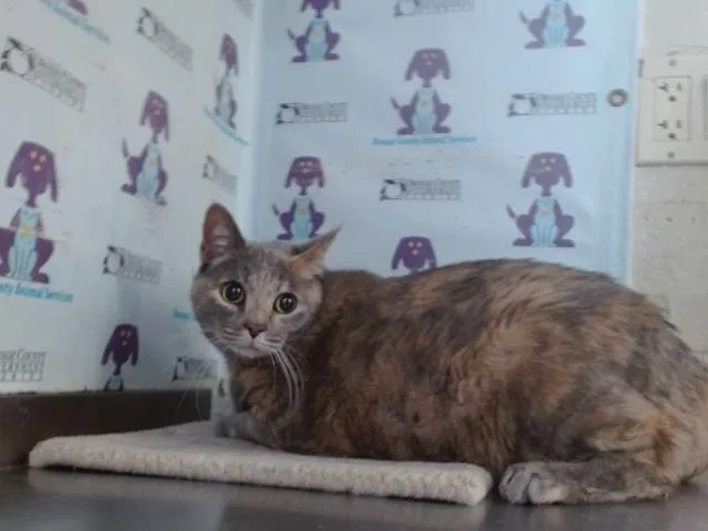 Nala