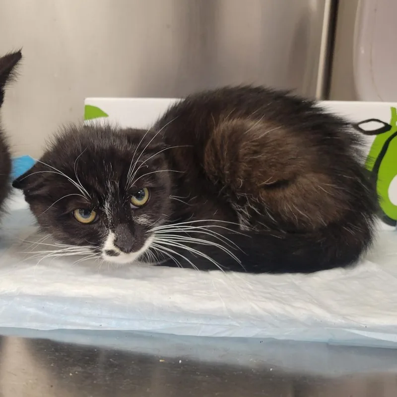 A baby small-sized male Black Domestic Short Hair cat named WAGSStray_ for adoption in Westminster, CA
