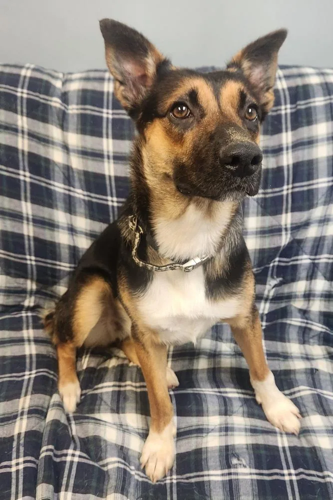 A young medium-sized female Australian Shepherd dog named Birdie for adoption in Lexington, TN