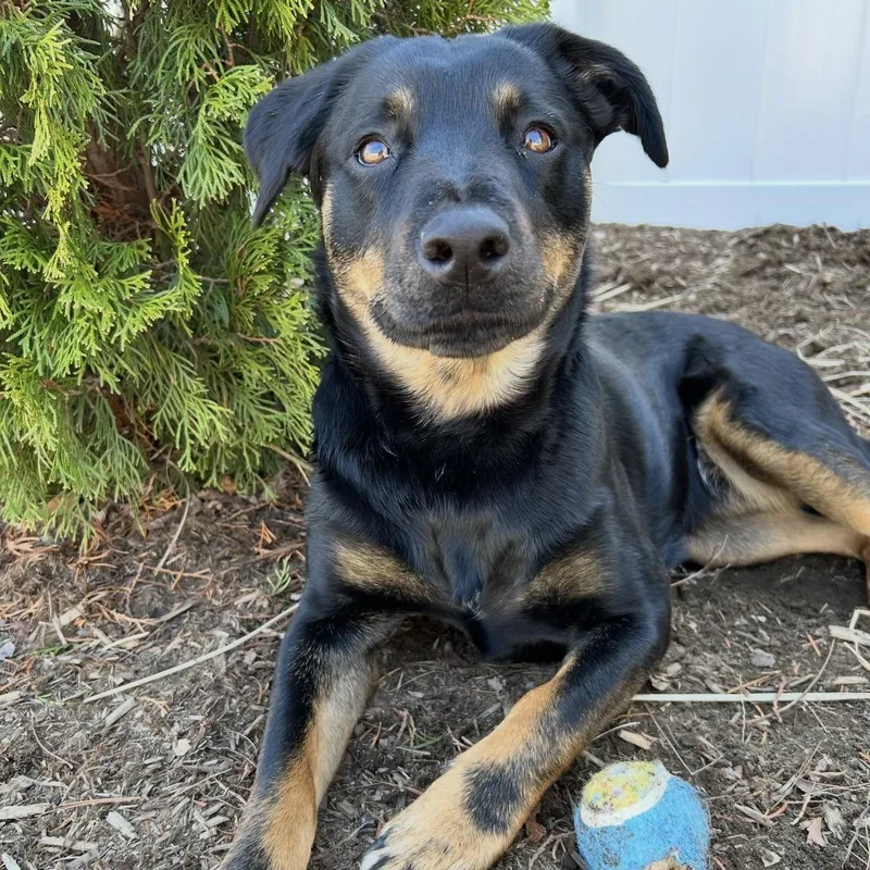 An adult medium-sized female Black Australian Cattle Dog / Blue Heeler dog named Lainey for adoption in Pelham, NH