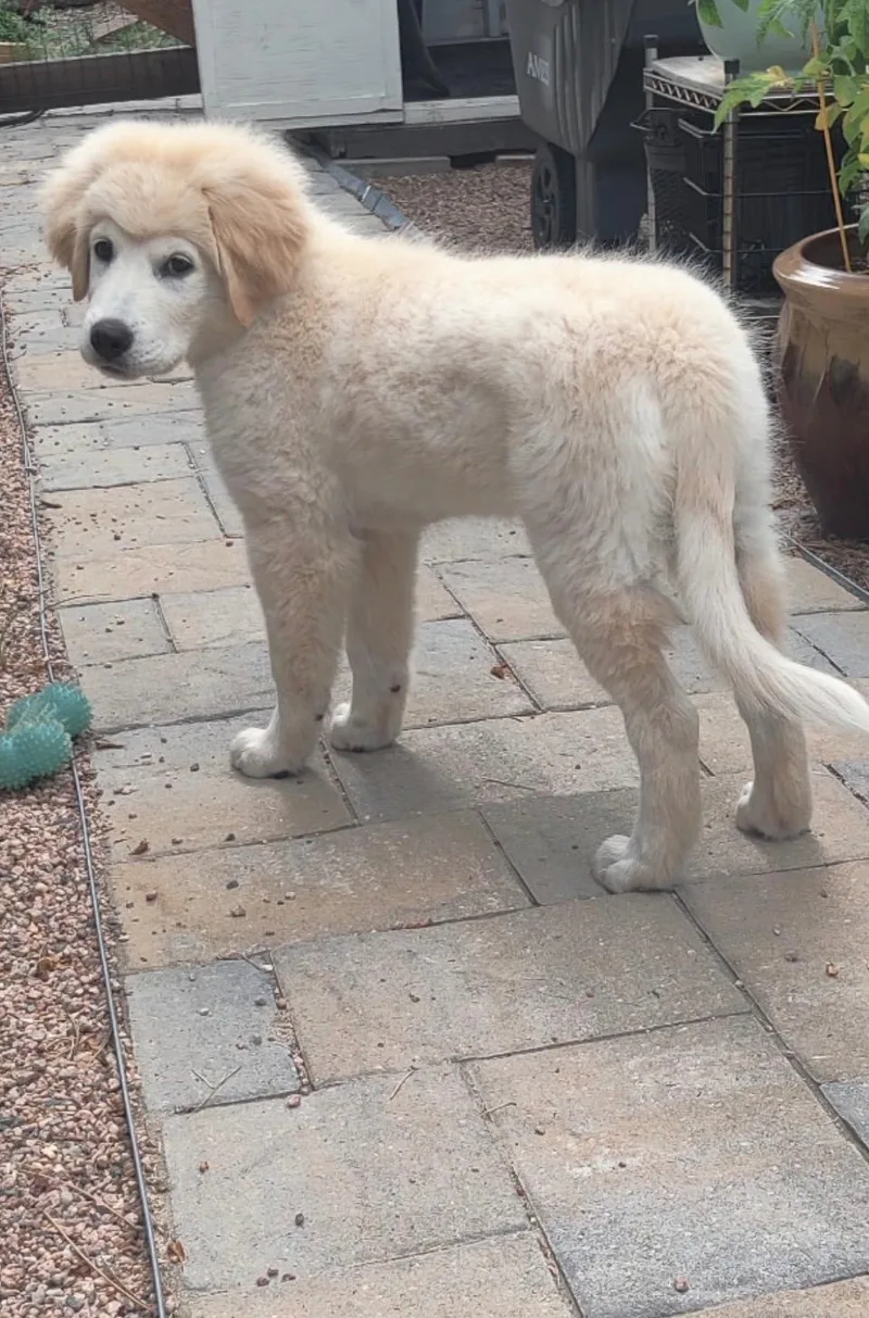 A baby large-sized female White / Cream Great Pyrenees dog named Justice for adoption in Evergreen, CO