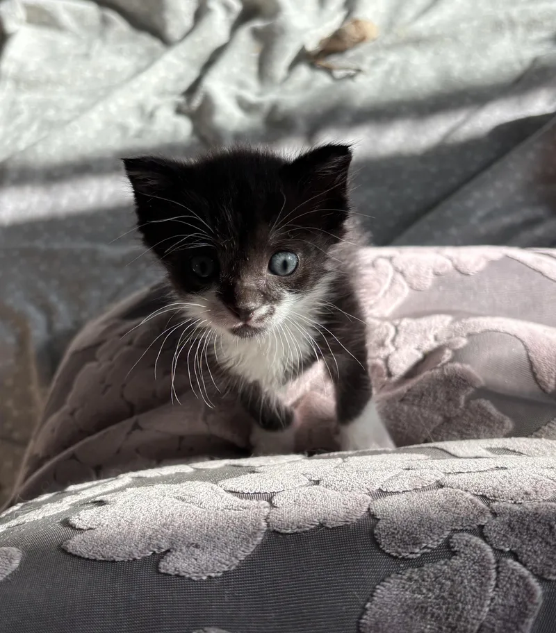 A baby medium-sized male Black & White / Tuxedo Domestic Short Hair cat named Coach for adoption in Grosse Ile, MI