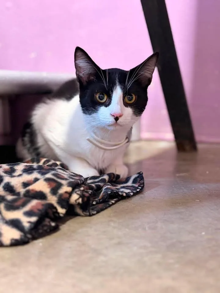 A baby medium-sized male Domestic Short Hair cat named Mochi for adoption in Greensburg, IN