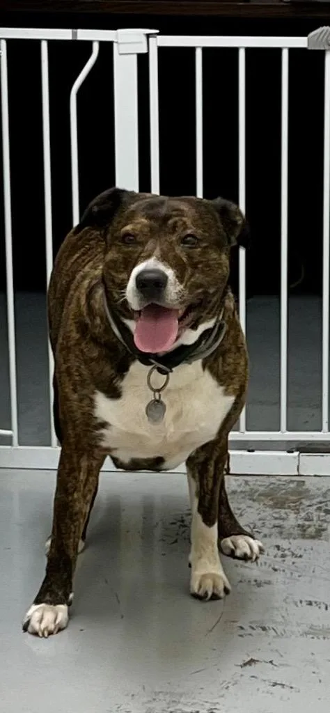 An adult large-sized female Pit Bull Terrier dog named Dakota for adoption in North Vernon, IN