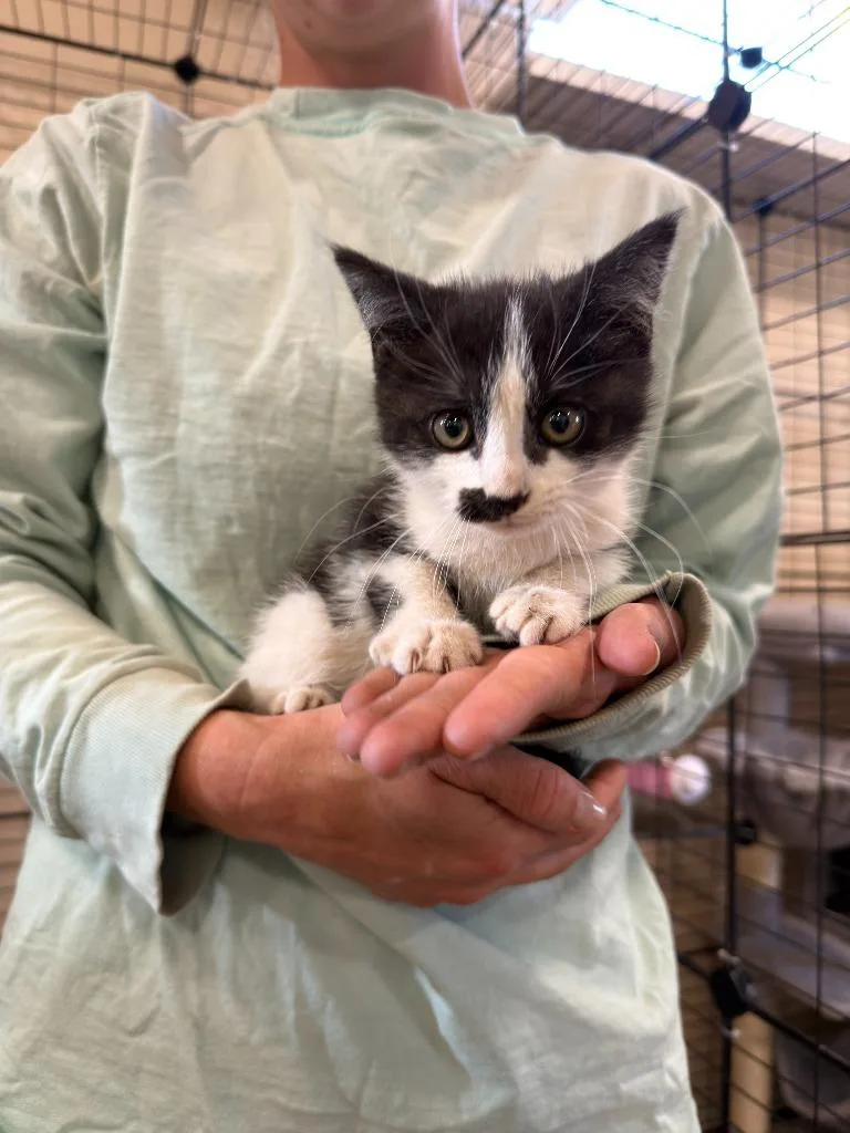 A baby small-sized female Domestic Short Hair cat named Jupiter for adoption in La Verkin, UT