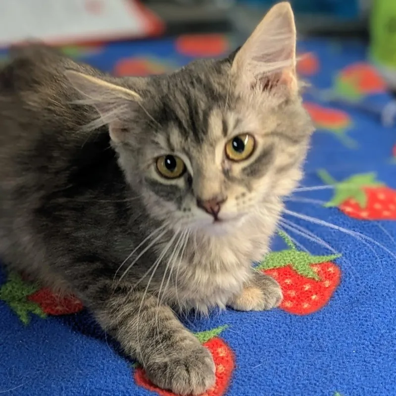 A baby small-sized female Torbie Domestic Long Hair cat named Serena for adoption in Brighton, MO