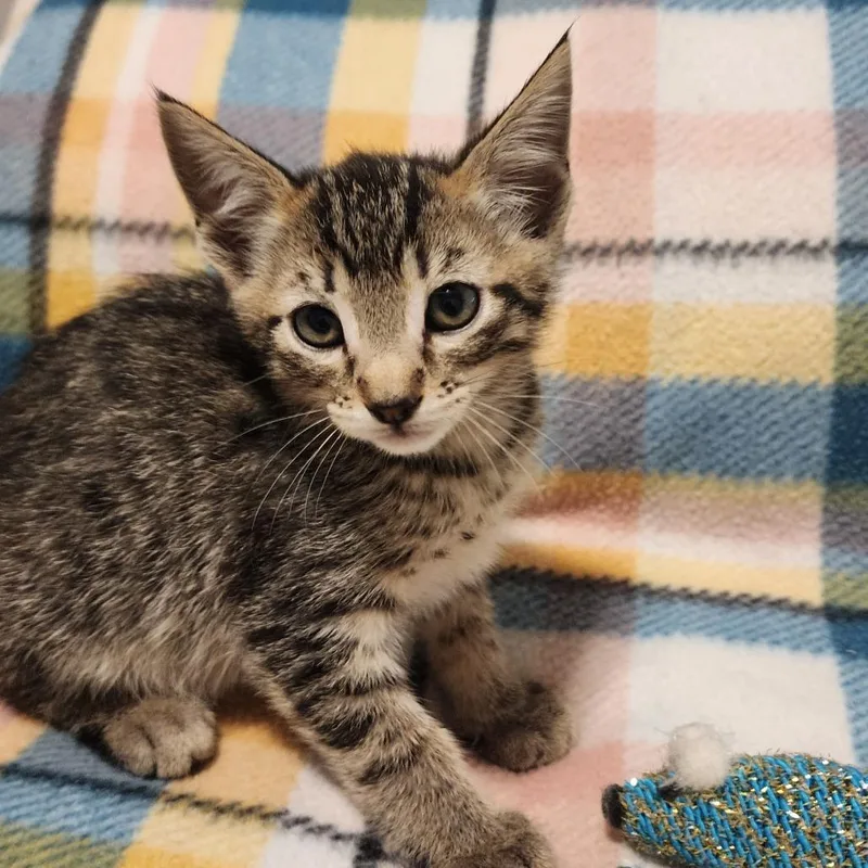 A baby medium-sized male Tabby (Brown / Chocolate) Domestic Short Hair cat named Cedar for adoption in Graham, WA