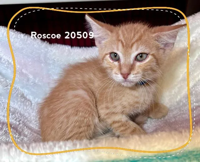 A baby medium-sized male Tabby (Orange / Red) Domestic Short Hair cat named Roscoe for adoption in Marietta, GA