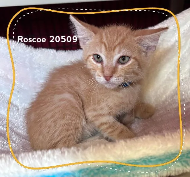 Roscoe thumbnail 3
