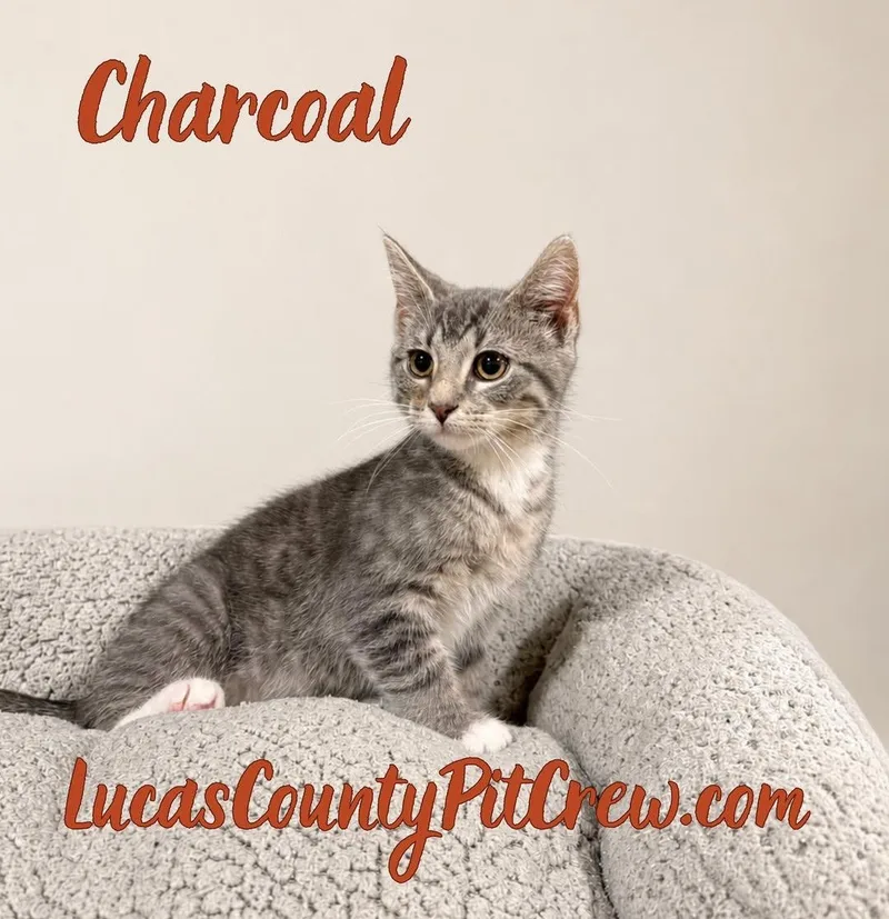 Charcoal