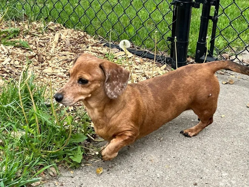 A senior large-sized male Labrador Retriever dog named Chase Maci for adoption in Minneapolis, MN