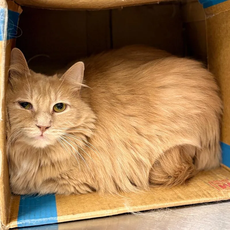 An adult large-sized male Buff / Tan / Fawn Domestic Long Hair cat named Captain Jack for adoption in East Smithfield , PA