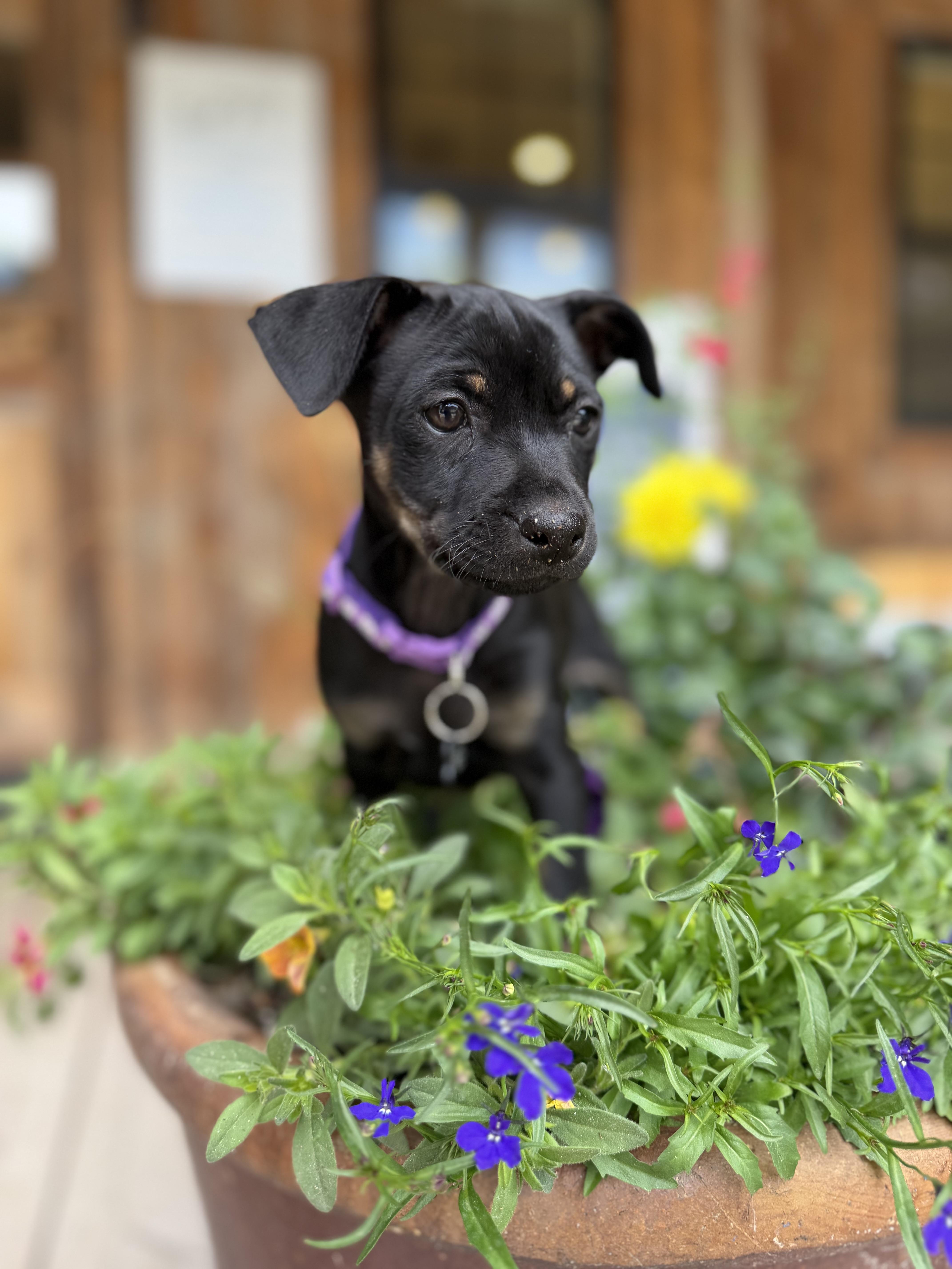 A baby small-sized female Black Mixed Breed dog named Bagel for adoption in Jackson, WY
