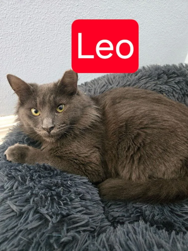 A young medium-sized male Gray / Blue / Silver Domestic Long Hair cat named Leo for adoption in Fern Park, FL