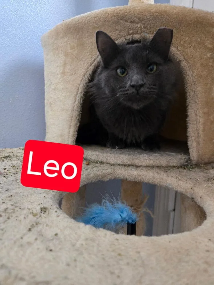 Leo thumbnail 2
