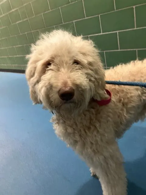 An adult large-sized female Poodle dog named Honey for adoption in Dallas, TX