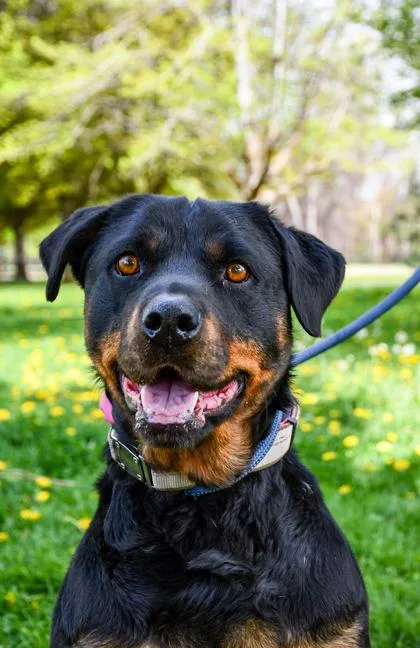 An adult large-sized female Rottweiler dog named Shadow for adoption in Yakima, WA