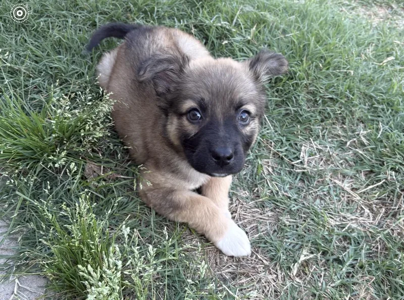 A baby medium-sized female Tricolor (Brown, Black, & White) Shepherd dog named Ellie for adoption in Kannapolis, NC