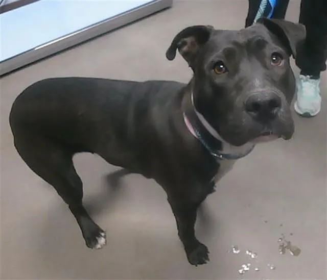 A young large-sized female Pit Bull Terrier dog named Sweet Pea for adoption in Phoenix, AZ